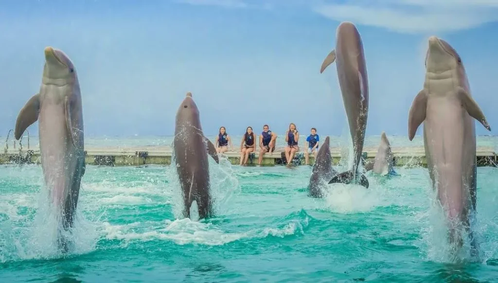 dolphin island bavaro