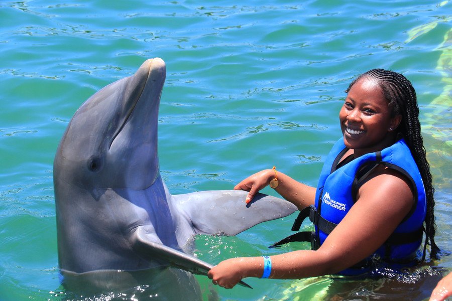 dolphins explorer swimming with dolphins in punta cana