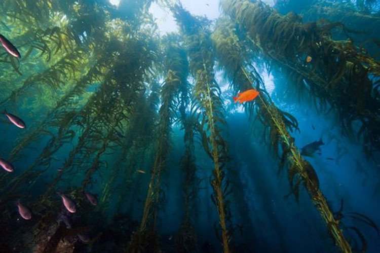giant kelp 1